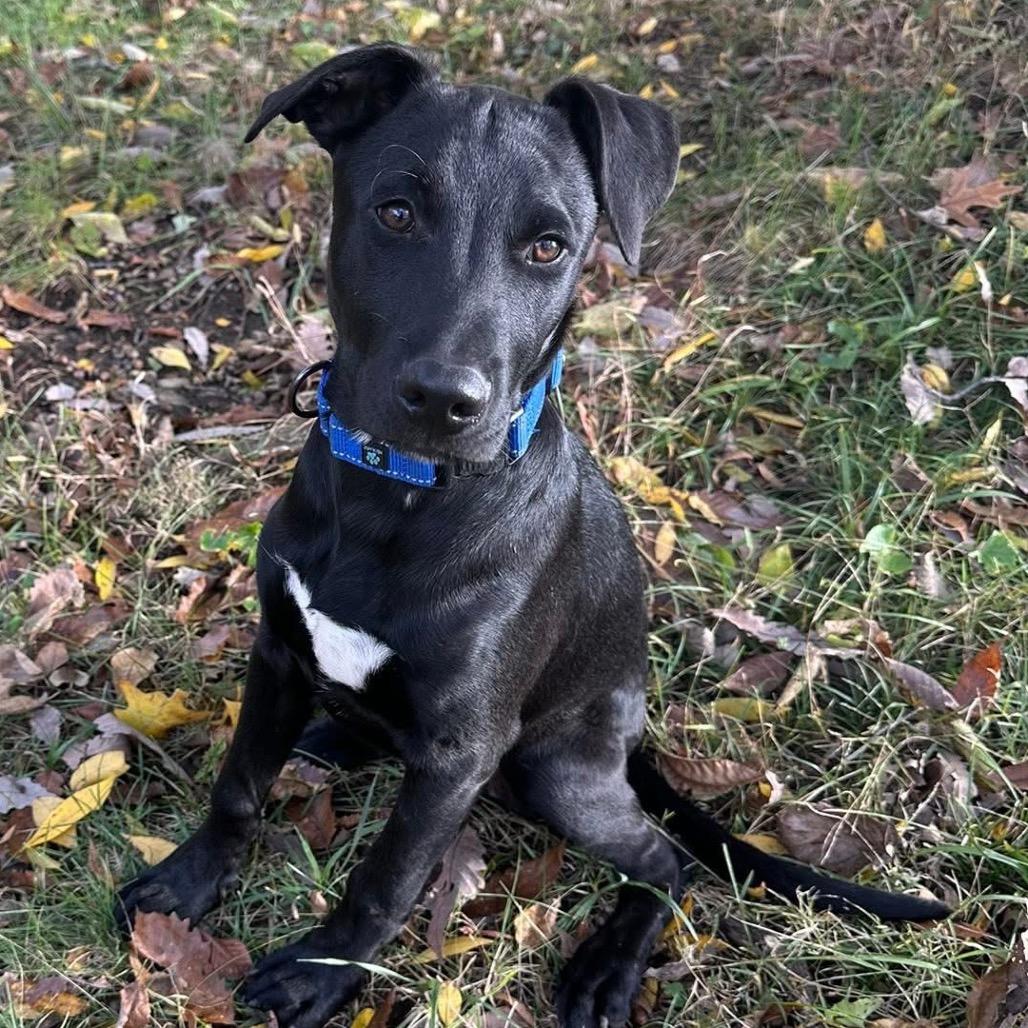 Nick, a Adoptable mixed breed in Lake Jackson, TX image 3/6