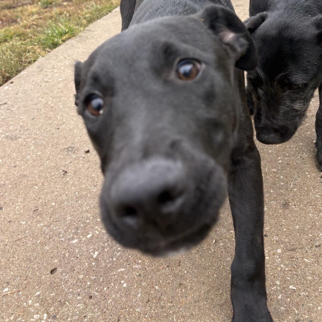 Nick, a Adoptable mixed breed in Lake Jackson, TX image 4/6