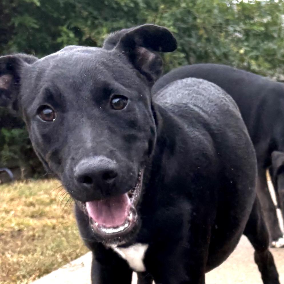 Nick, a Adoptable mixed breed in Lake Jackson, TX image 5/6
