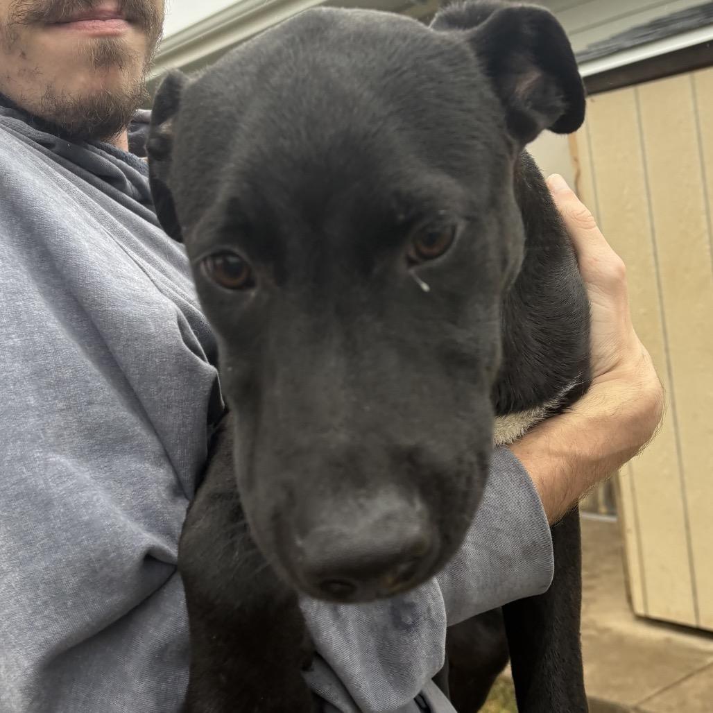 Nick, a Adoptable mixed breed in Lake Jackson, TX image 6/6