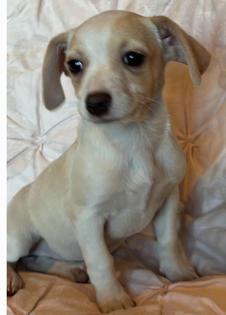 Enlarge Six, a Adoptable mixed breed in Johnston, IA image 1/1