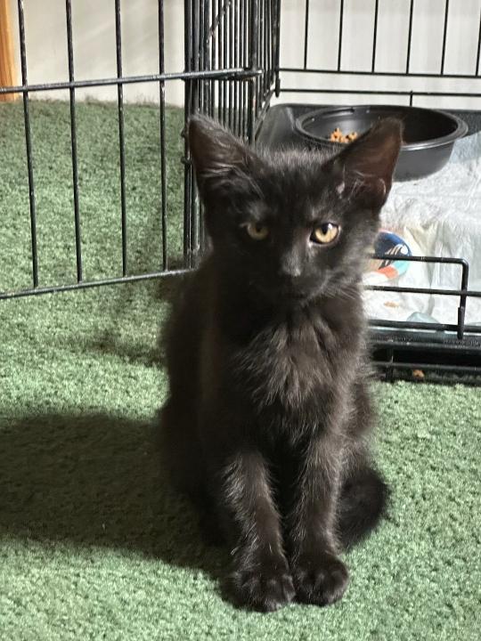 Baked Potato, Adoptable, Kitten Female Domestic Short Hair.