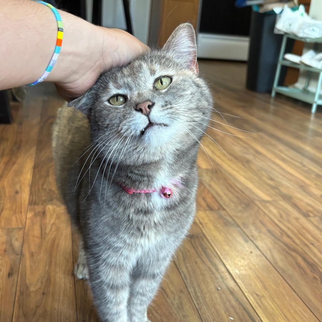 Mami mami, a Adoptable Domestic Short Hair in Indianapolis, IN image 1/6