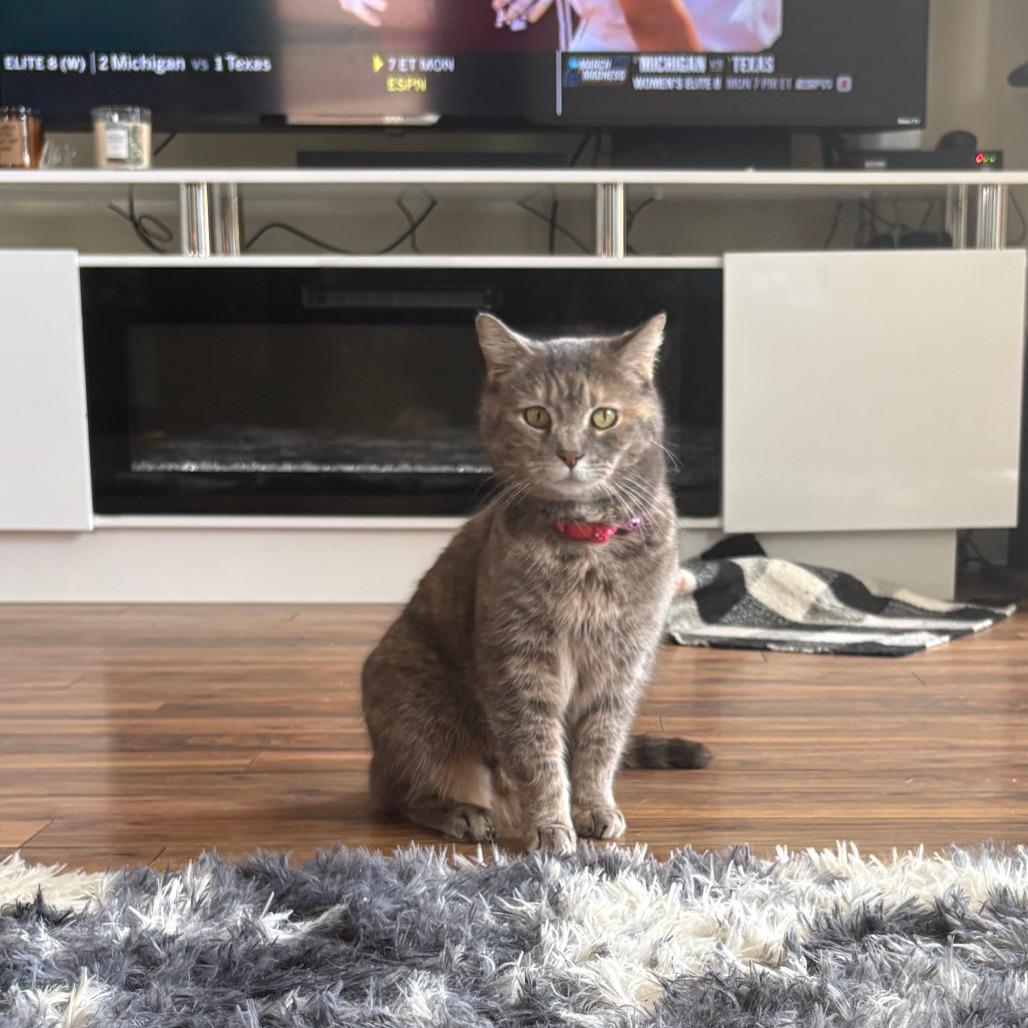 Mami mami, a Adoptable Domestic Short Hair in Indianapolis, IN image 2/6