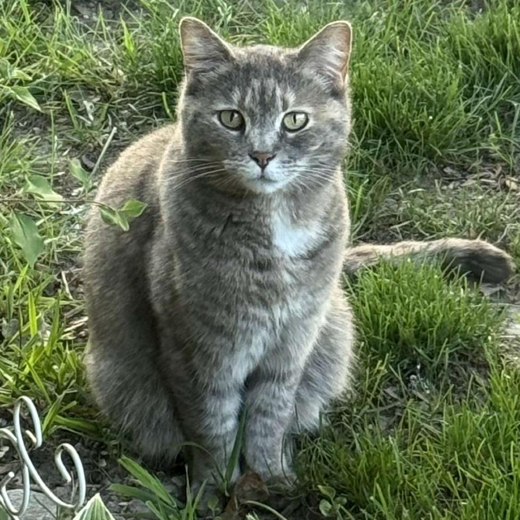 Mami mami, a Adoptable Domestic Short Hair in Indianapolis, IN image 3/6