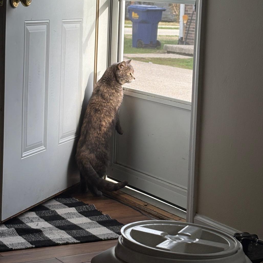 Mami mami, a Adoptable Domestic Short Hair in Indianapolis, IN image 4/6