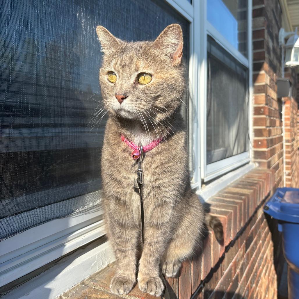 Mami mami, a Adoptable Domestic Short Hair in Indianapolis, IN image 5/6