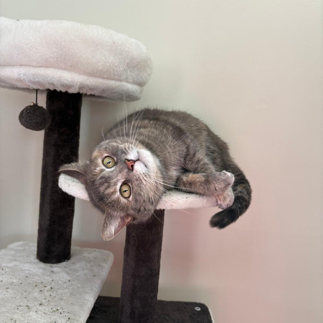 Mami mami, a Adoptable Domestic Short Hair in Indianapolis, IN image 6/6