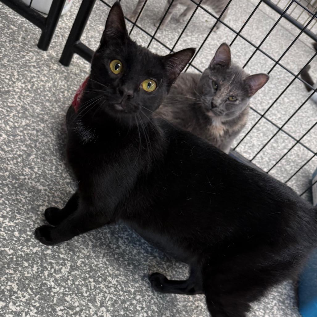 Dumpling, Adoptable, Young Female Domestic Short Hair.