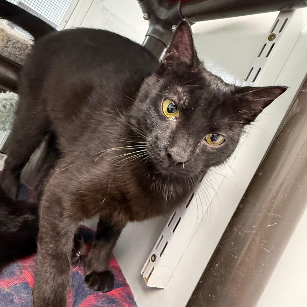 Enlarge Dumpling, a Adoptable Domestic Short Hair in Carroll, IA image 2/6