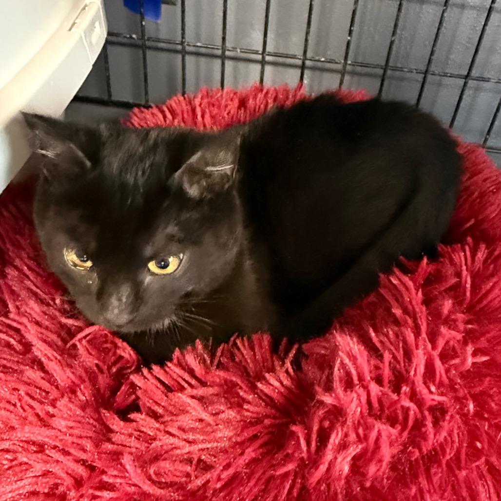 Enlarge Dumpling, a Adoptable Domestic Short Hair in Carroll, IA image 3/6