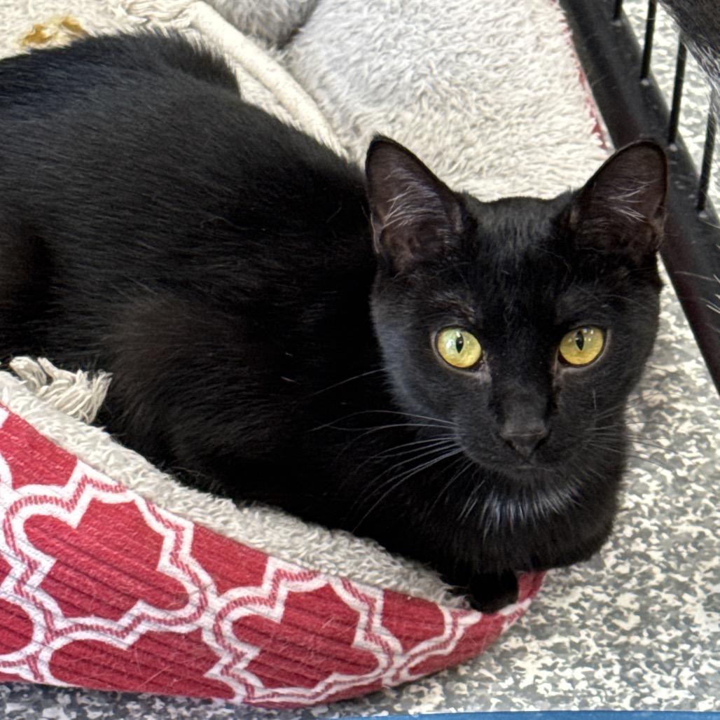 Enlarge Dumpling, a Adoptable Domestic Short Hair in Carroll, IA image 4/6