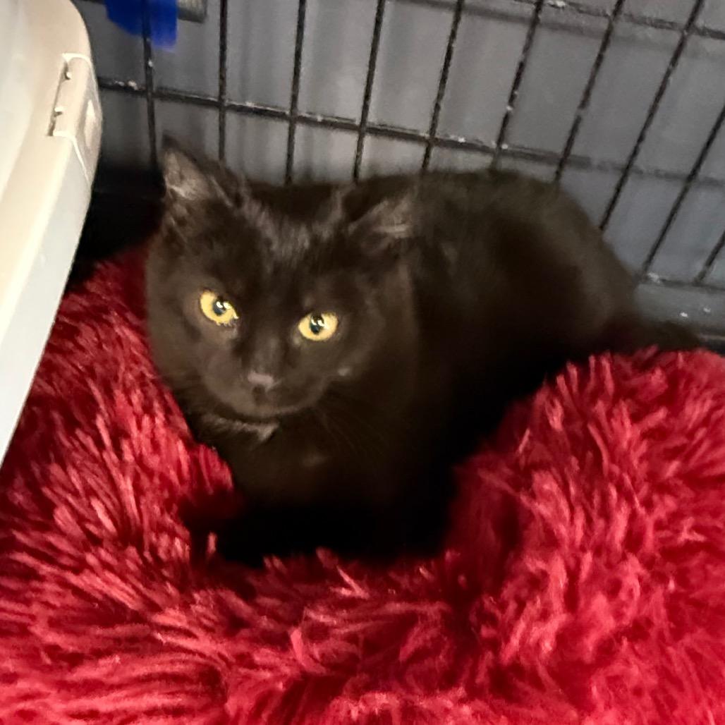 Enlarge Dumpling, a Adoptable Domestic Short Hair in Carroll, IA image 5/6
