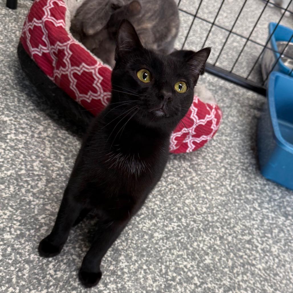 Enlarge Dumpling, a Adoptable Domestic Short Hair in Carroll, IA image 6/6