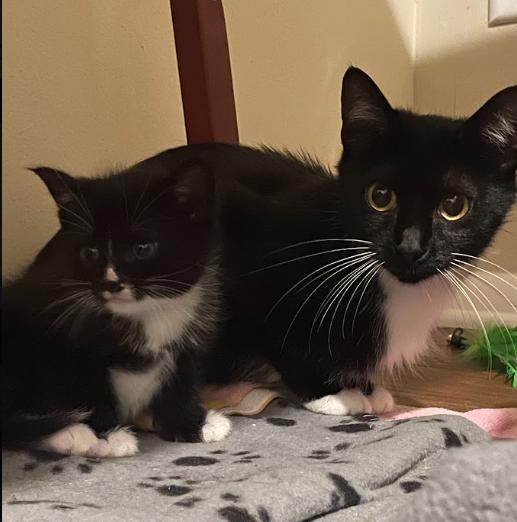 Lori, a ADOPTABLE Tuxedo in Indianapolis, IN image 1/5