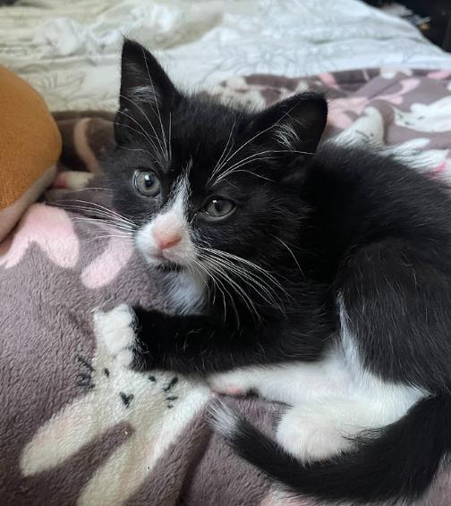 Lori, a ADOPTABLE Tuxedo in Indianapolis, IN image 5/5