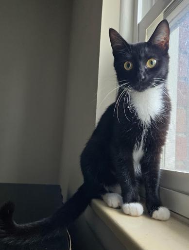 Lori, a ADOPTABLE Tuxedo in Indianapolis, IN image 4/5