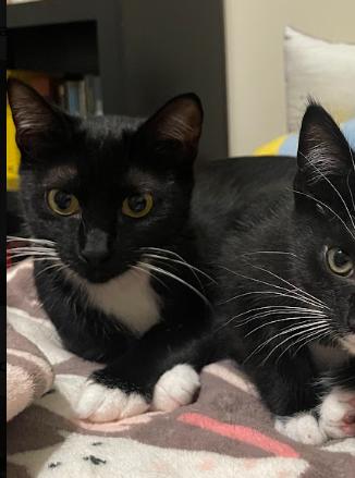 Lori, a ADOPTABLE Tuxedo in Indianapolis, IN image 3/5