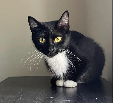 Lori, a ADOPTABLE Tuxedo in Indianapolis, IN image 2/5