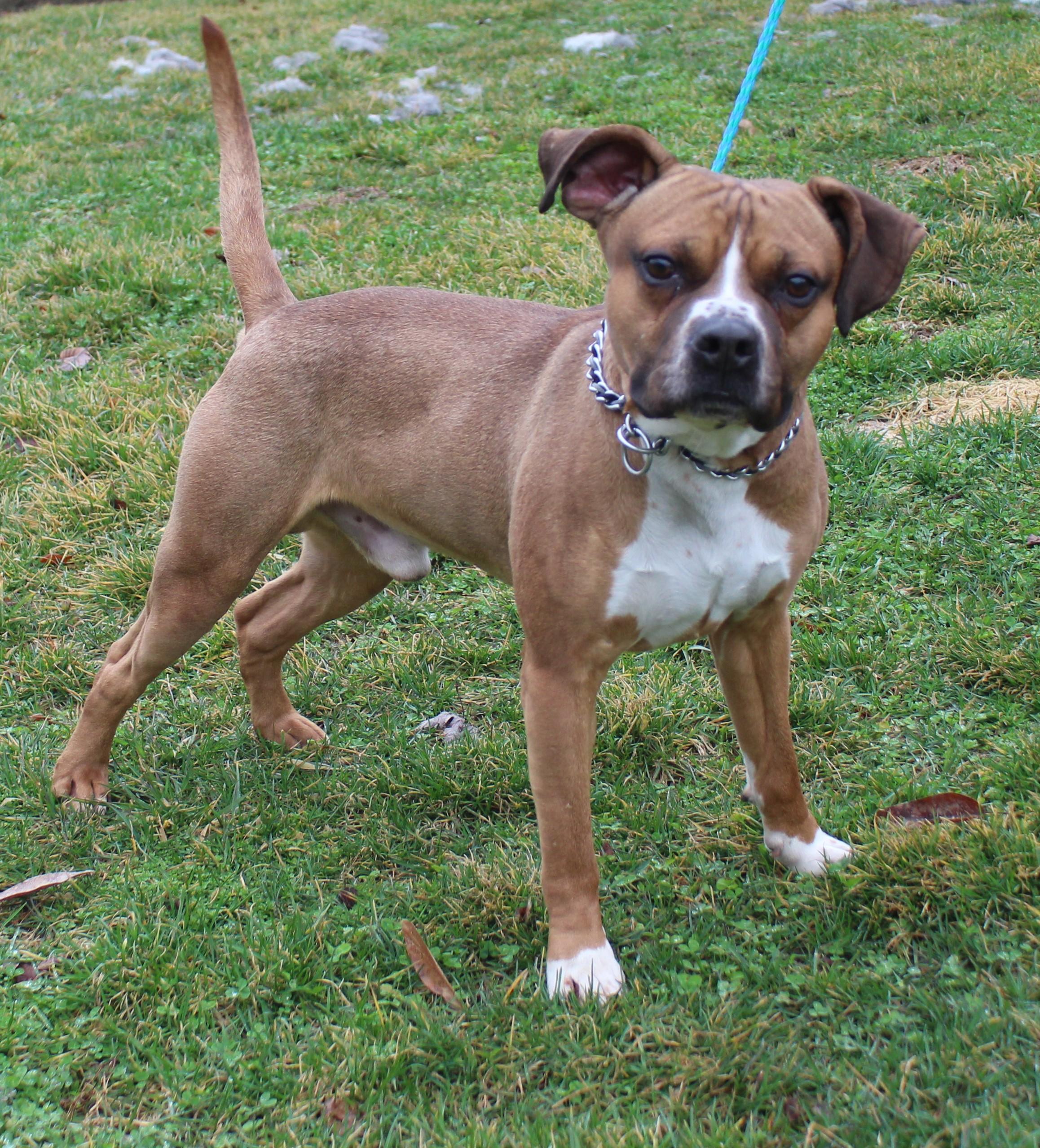 Enlarge Trago (7409), a ADOPTABLE mixed breed in Heath, OH image 1/2