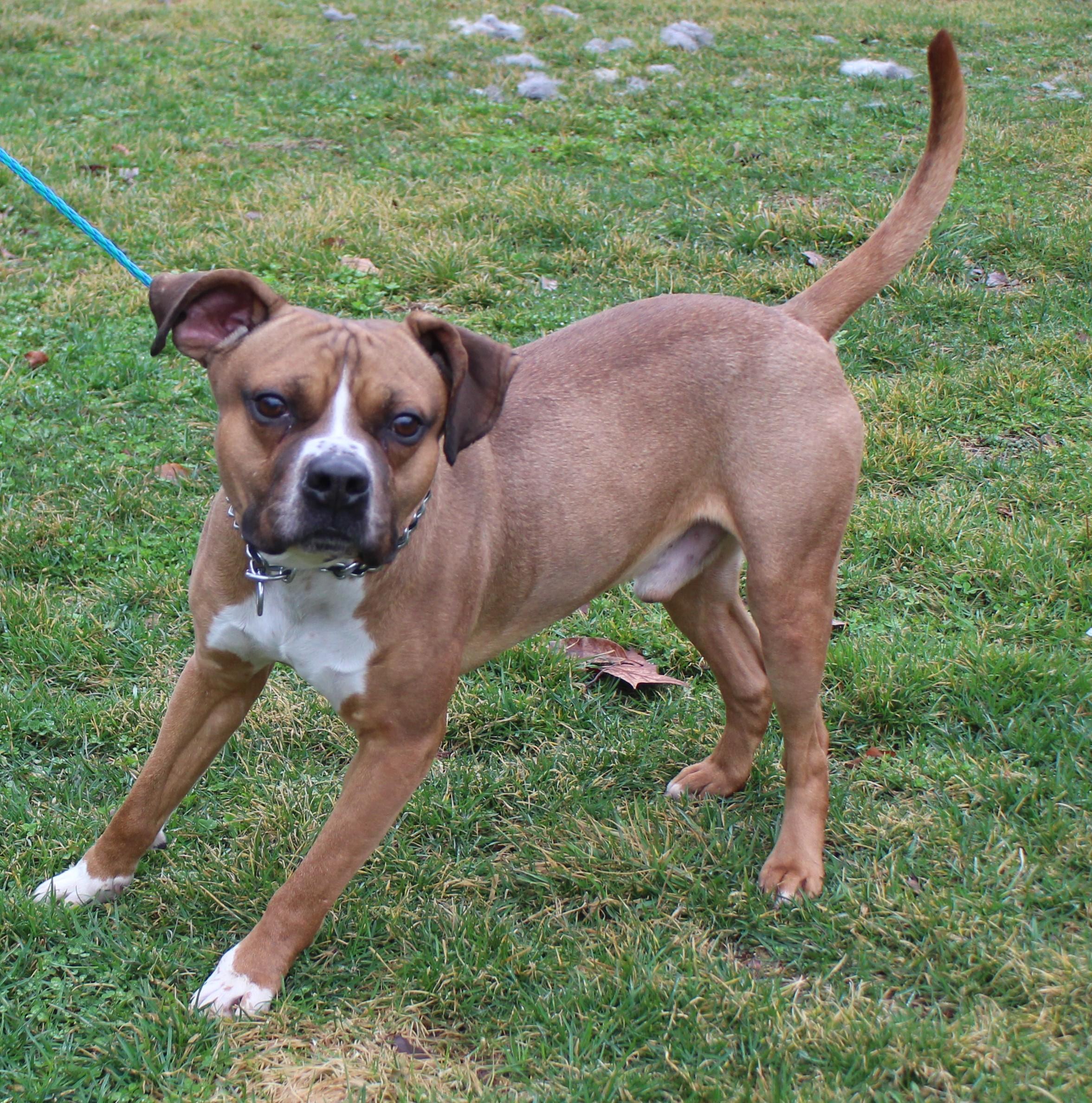 Enlarge Trago (7409), a ADOPTABLE mixed breed in Heath, OH image 2/2