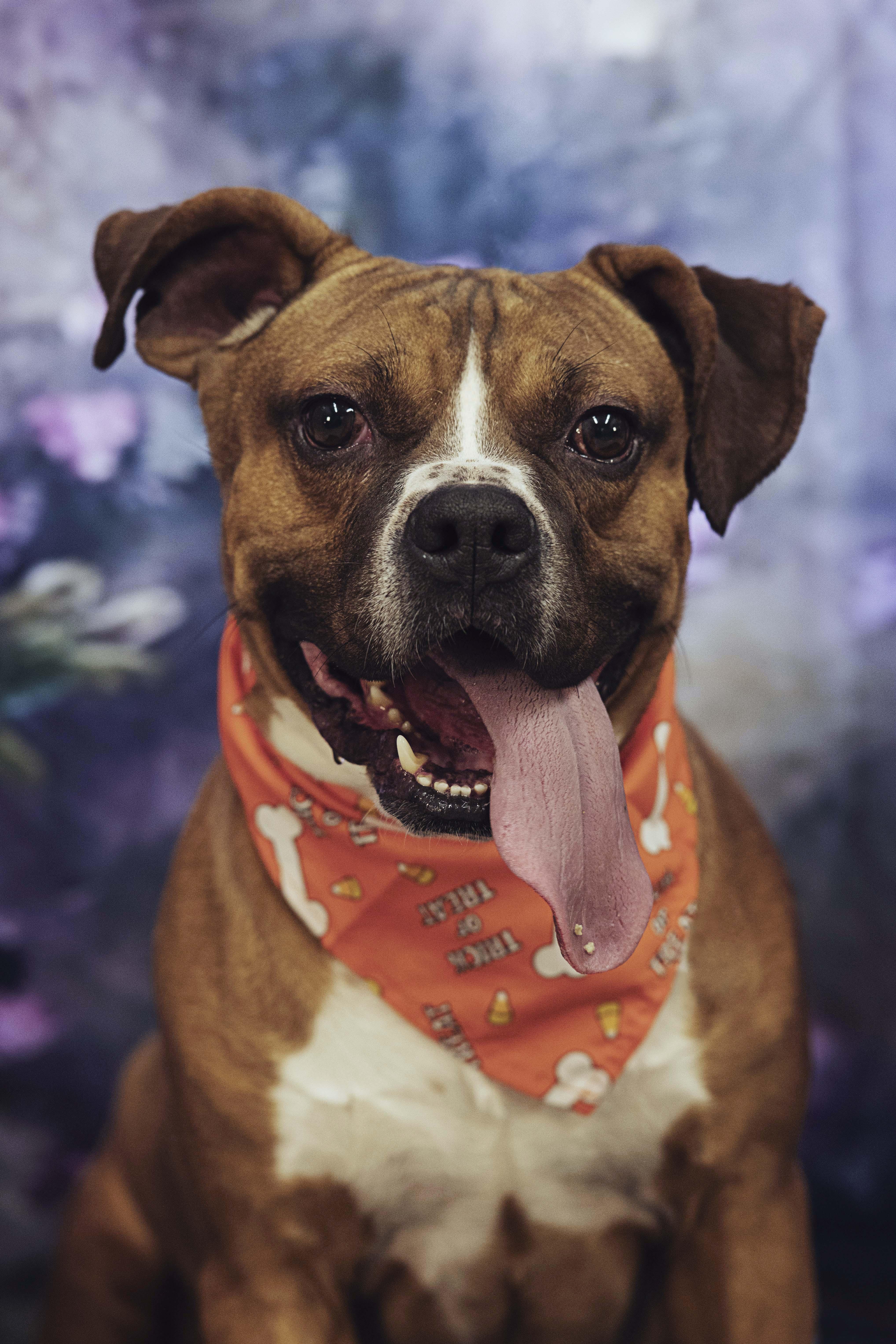 Enlarge Trago (7409), a Adoptable mixed breed in Heath, OH image 1/3