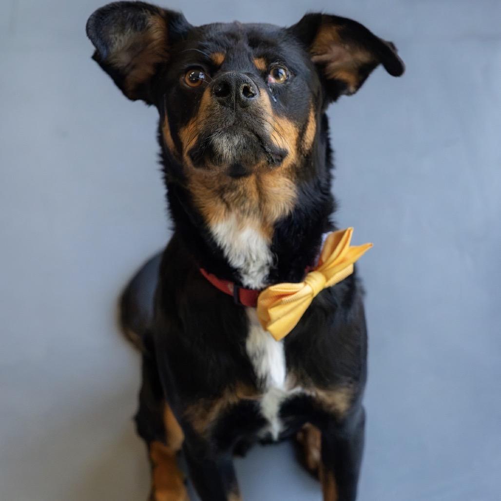 Aster, Adoptable, Young Male Rottweiler & Mixed Breed.