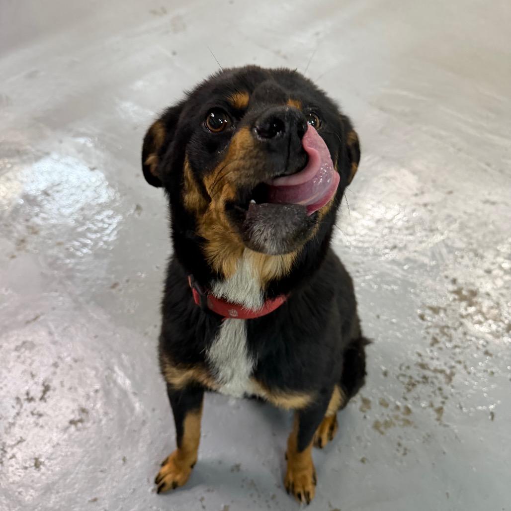 Enlarge Aster, a Adoptable mixed breed in Tacoma, WA image 2/6