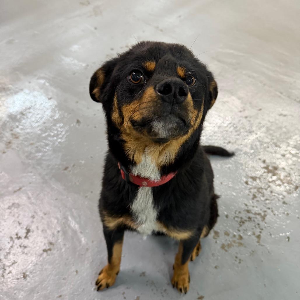 Enlarge Aster, a Adoptable mixed breed in Tacoma, WA image 3/6