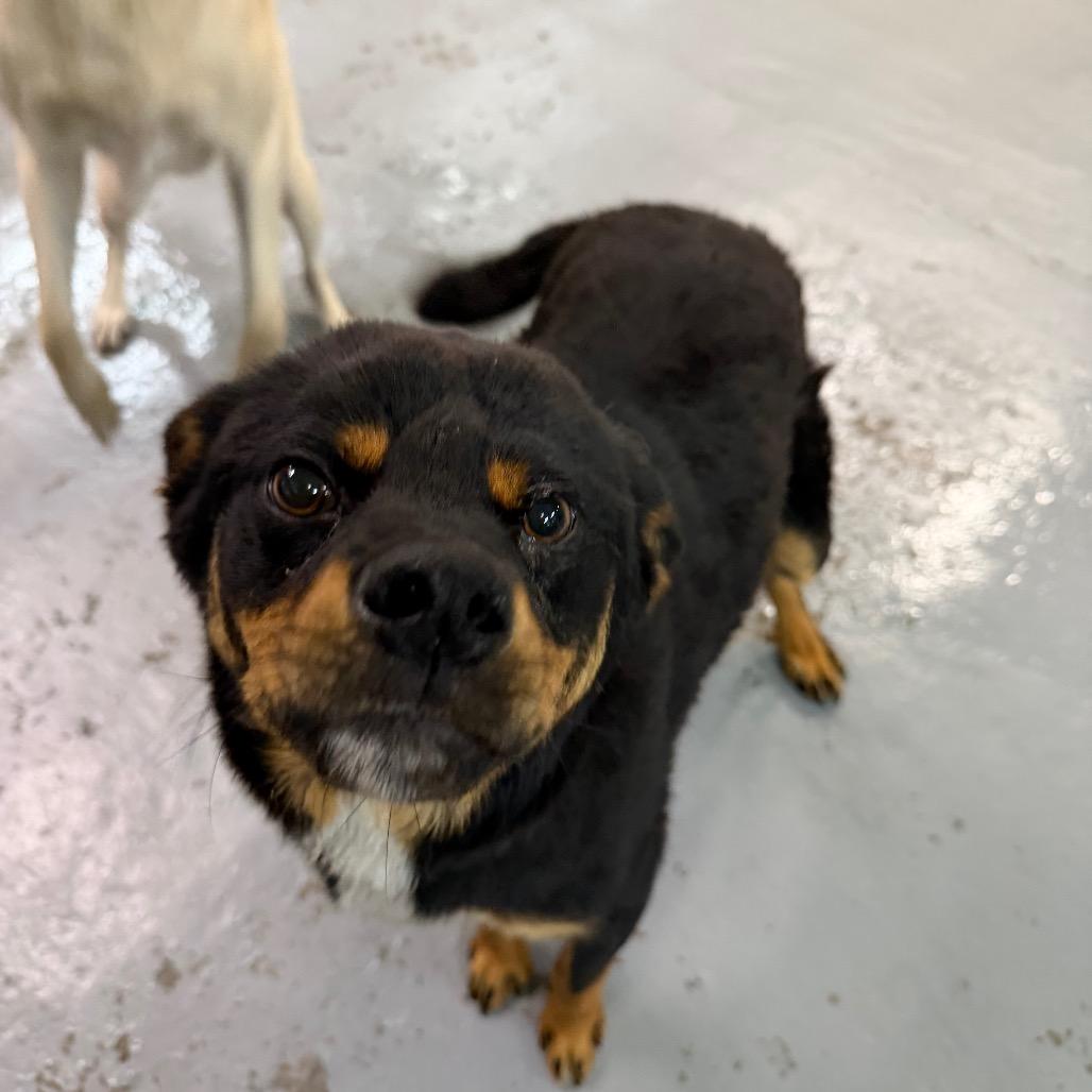 Enlarge Aster, a Adoptable mixed breed in Tacoma, WA image 4/6