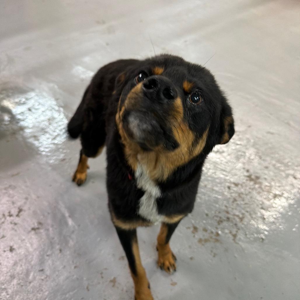 Enlarge Aster, a Adoptable mixed breed in Tacoma, WA image 5/6