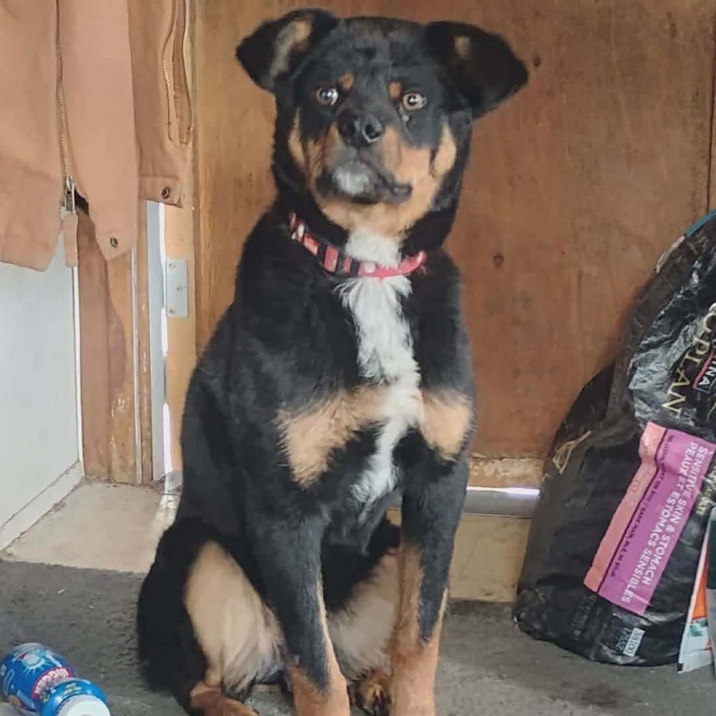 Enlarge Aster, a Adoptable mixed breed in Tacoma, WA image 6/6
