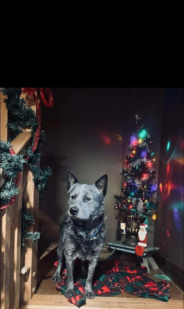 Wolfgang, Adoptable, Adult Male Australian Cattle Dog / Blue Heeler.