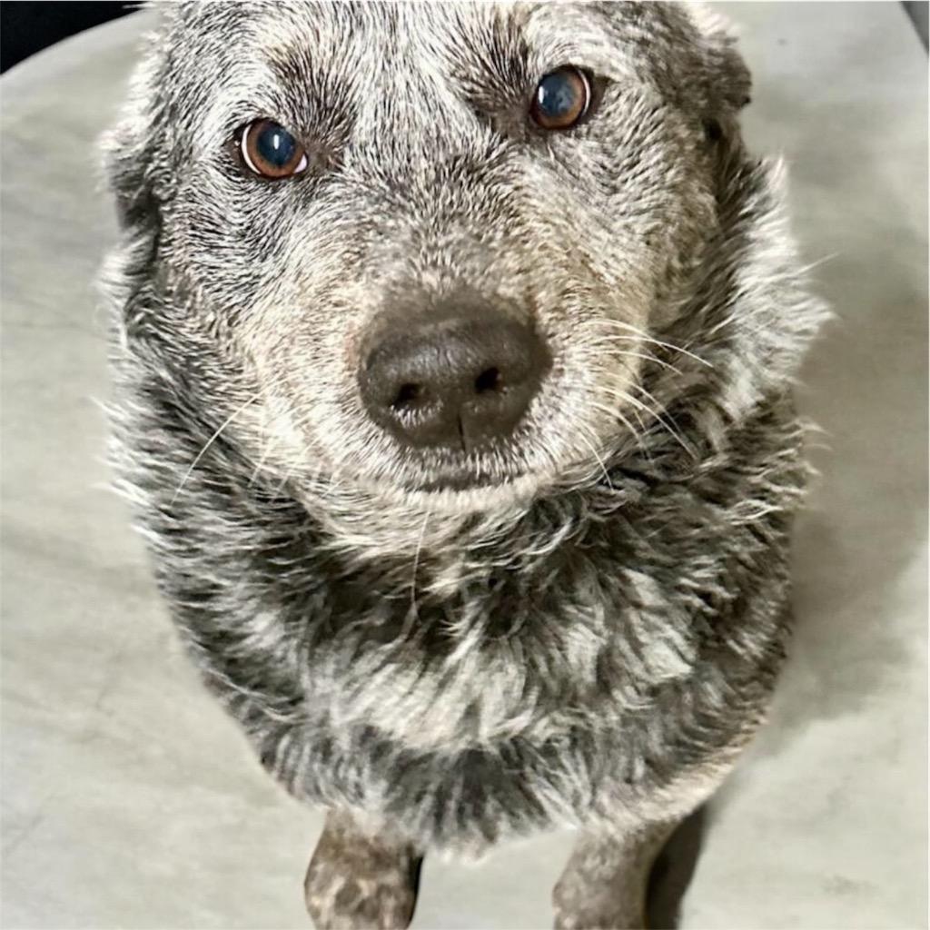 Enlarge Wolfgang, a Adoptable Australian Cattle Dog / Blue Heeler in Valparaiso, IN image 2/2