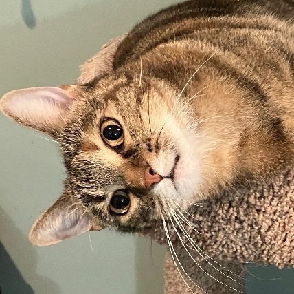 Gianna the GORGEOUS, a Adoptable Domestic Short Hair in East Brunswick, NJ image 1/5