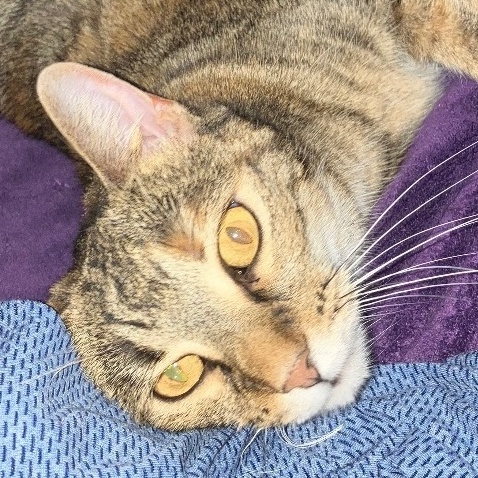 Gianna the GORGEOUS, a Adoptable Domestic Short Hair in East Brunswick, NJ image 2/5