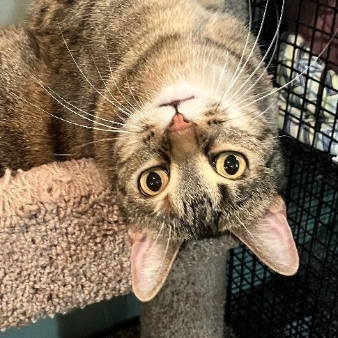 Gianna the GORGEOUS, a Adoptable Domestic Short Hair in East Brunswick, NJ image 5/5