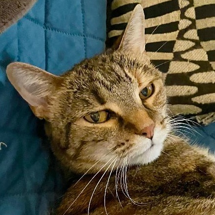 Gianna the GORGEOUS, a Adoptable Domestic Short Hair in East Brunswick, NJ image 4/5