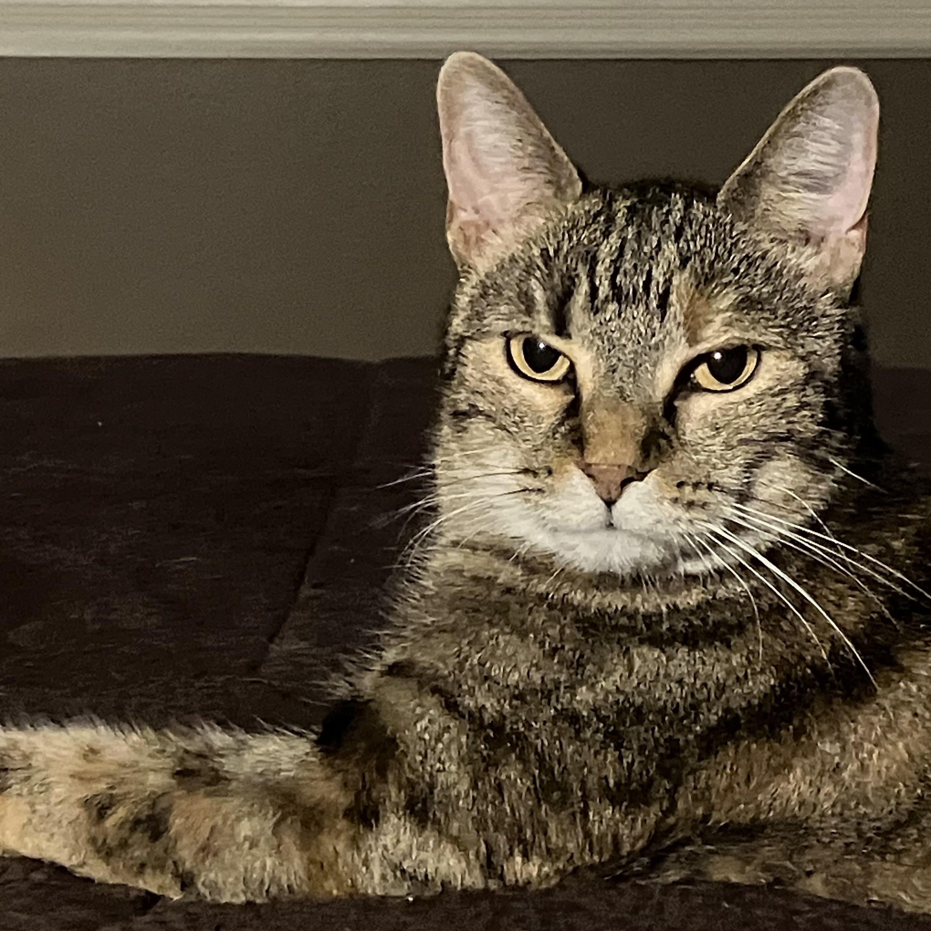 Gianna the GORGEOUS, a Adoptable Domestic Short Hair in East Brunswick, NJ image 3/5