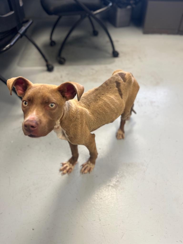 Highway, Adoptable, Young Male Terrier.