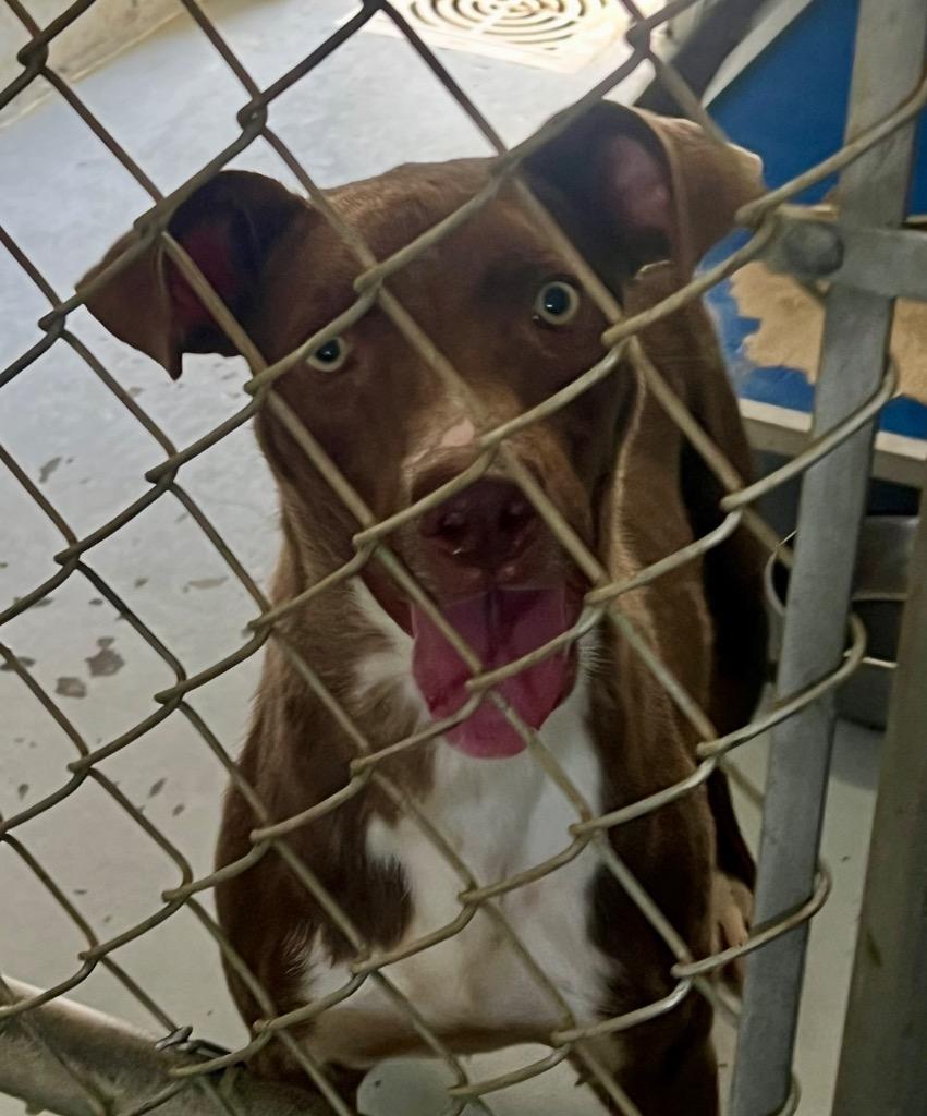 Highway, a Adoptable mixed breed in Greenwood, MS image 2/2
