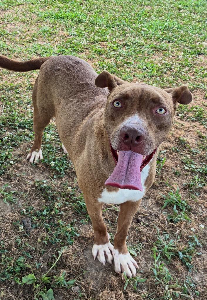 Highway, Adoptable, Young Male Terrier.