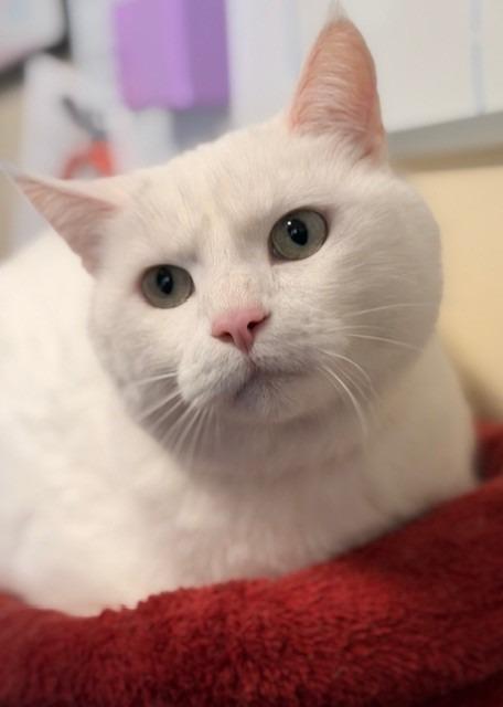 Enlarge Grayson, a Adopted mixed breed in Ladysmith, WI image 1/3