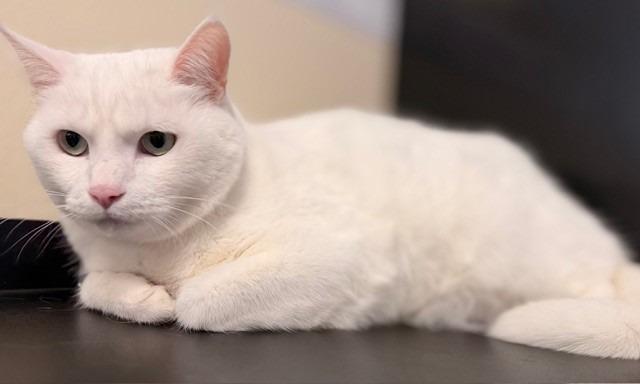 Enlarge Grayson, a Adopted mixed breed in Ladysmith, WI image 2/3