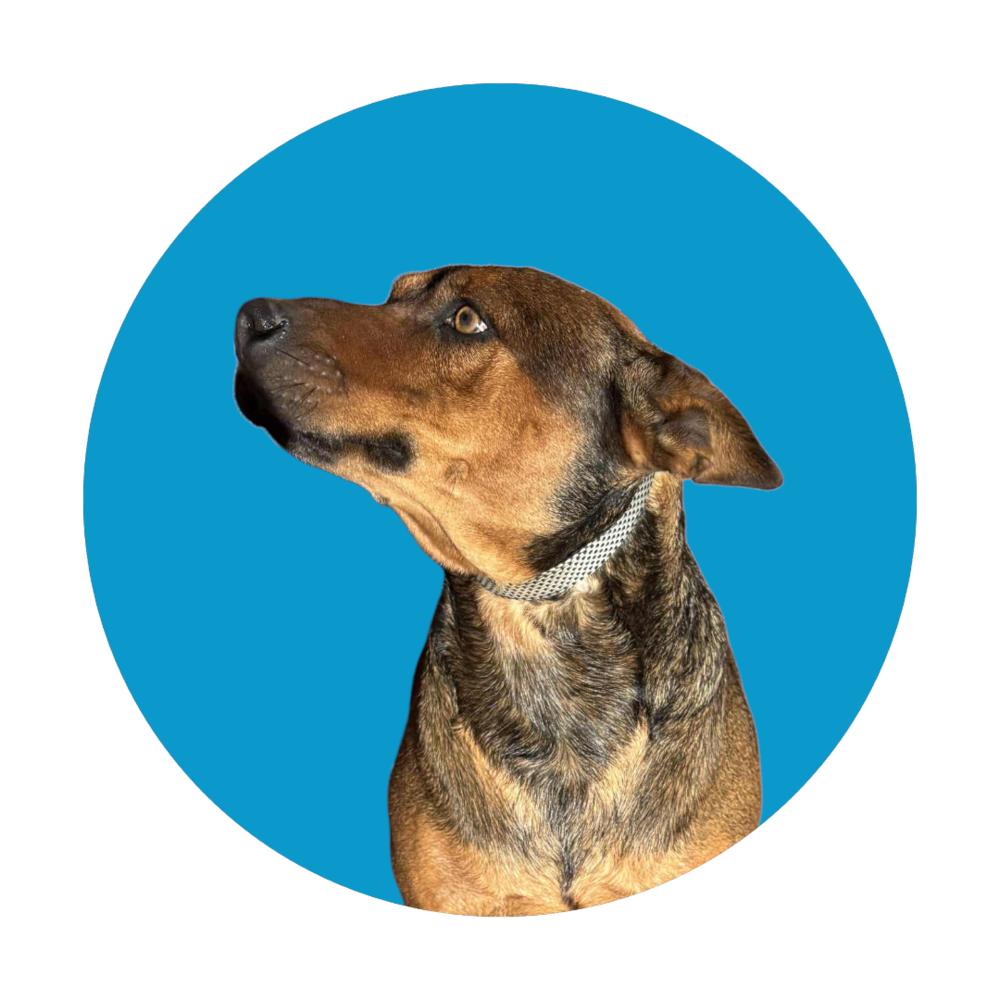 Boomer, Adoptable, Adult Male Australian Cattle Dog / Blue Heeler & Mixed Breed.