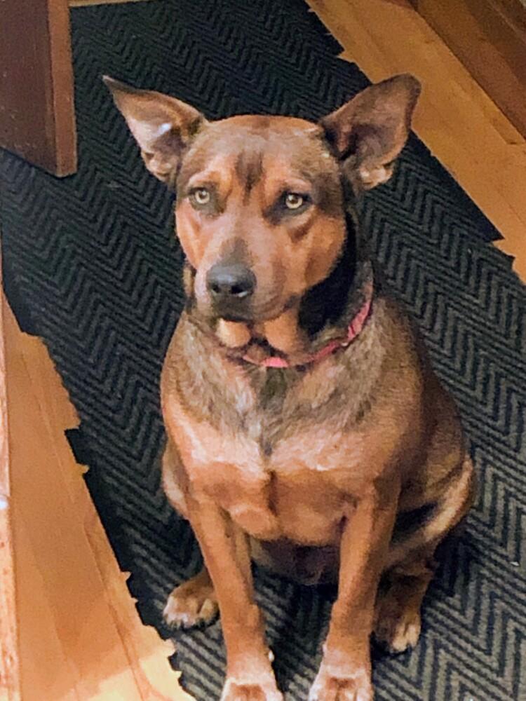 Enlarge Chorizo, a Adoptable mixed breed in Evergreen, CO image 2/6