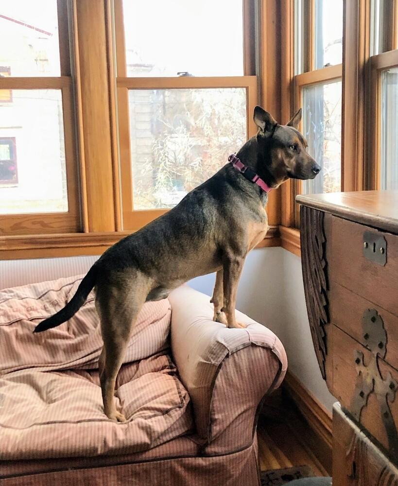 Enlarge Chorizo, a Adoptable mixed breed in Evergreen, CO image 2/6