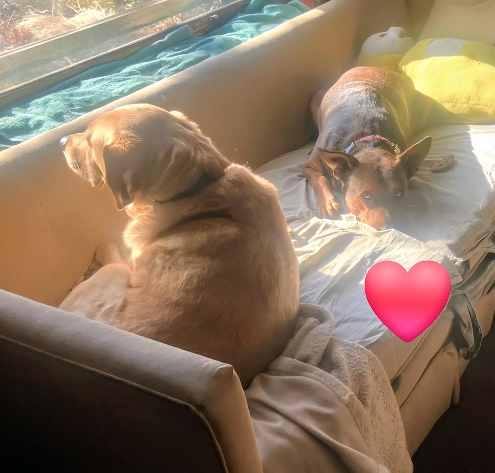 Enlarge Boomer, a Adoptable mixed breed in Evergreen, CO image 2/6