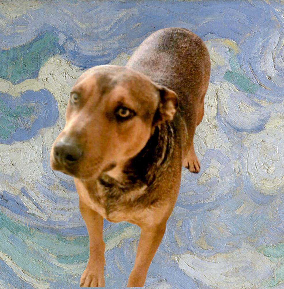 Enlarge Boomer, a Adoptable mixed breed in Evergreen, CO image 3/6