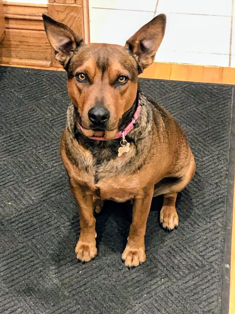 Enlarge Chorizo, a Adoptable mixed breed in Evergreen, CO image 5/6